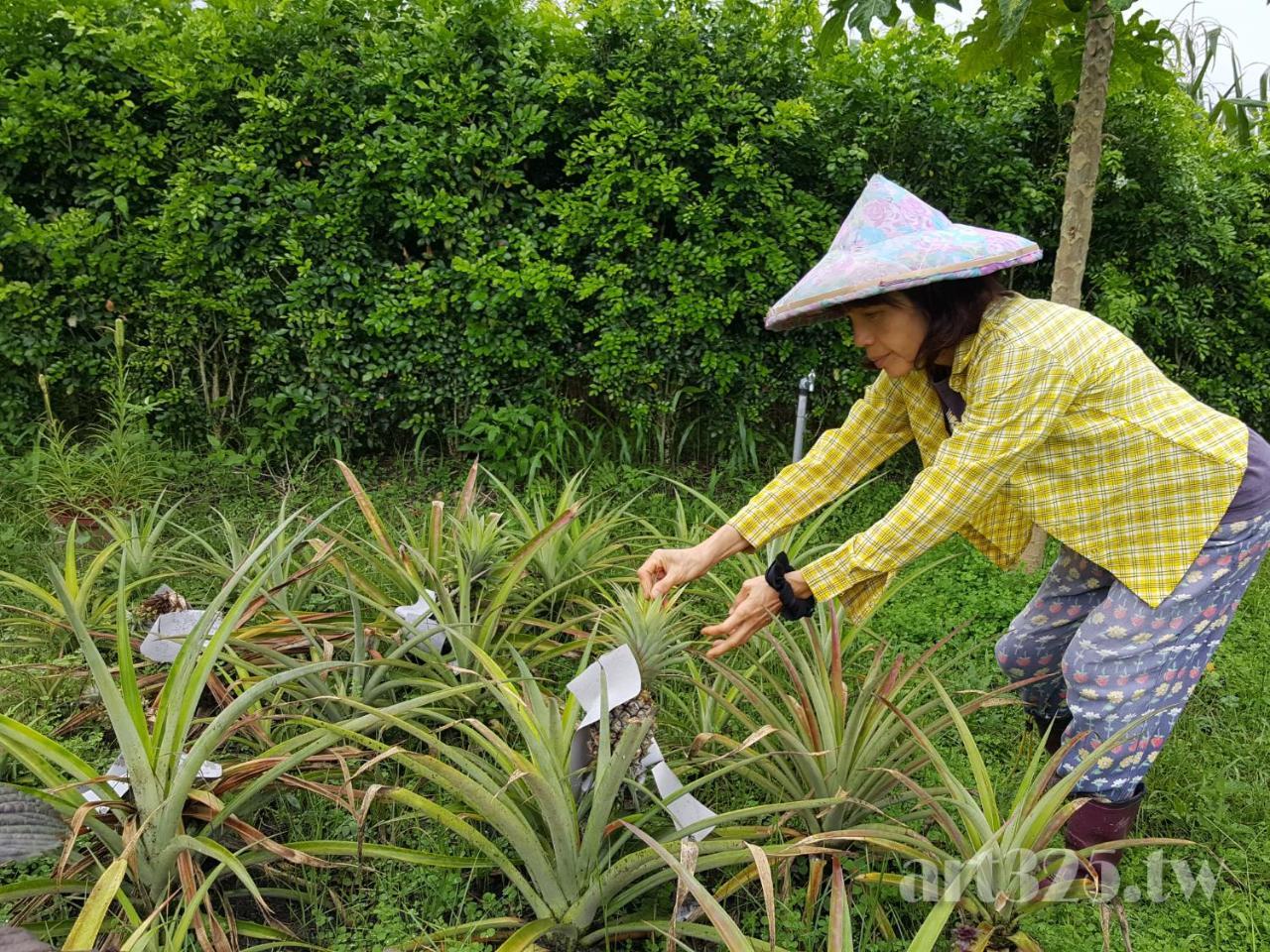 Yi Tian Homestay Fenglin エクステリア 写真